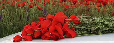 Poppies color 2